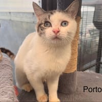 Porto, chat à adopter