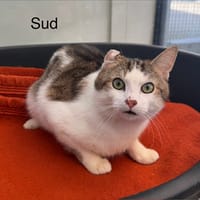 Sud, chat à adopter