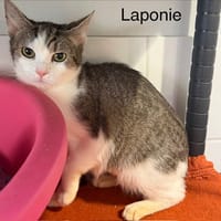 LAPONIE, chatte à adopter