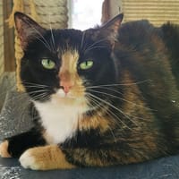 SUZY, chatte à adopter