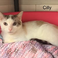 CILLY, chat à adopter