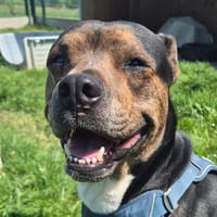 CHIPO QCN, chien à adopter