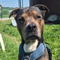CHIPO QCN, chien à adopter