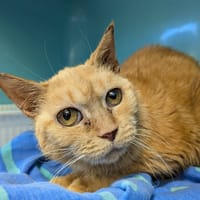 POUTOU, chatte à adopter