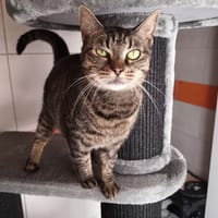 ZIVA, chatte à adopter