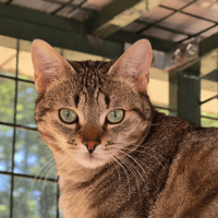 SUSHI, chat à adopter