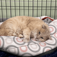 PROSPER, chat à adopter