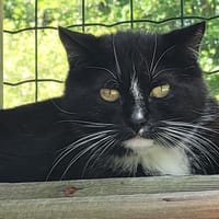 FRANCIS, chat à adopter