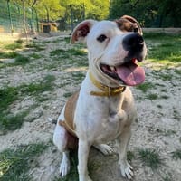 LOKI CN, chien à adopter