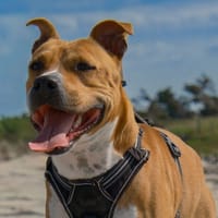 POTRIE, chienne à adopter