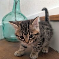 YELLOW, chat à adopter