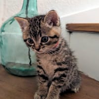 RED, chatte à adopter