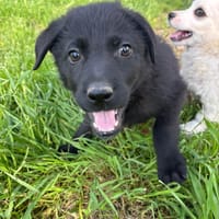 Anca, chienne à adopter