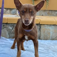 PEPE (Lara), chien à adopter