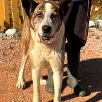 ESTELA (Lara), chienne à adopter