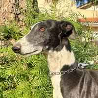 BANDOLERO (Martina), chien à adopter