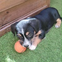 Bichette, chienne à adopter