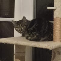 zippo, chatte à adopter