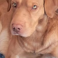 Packo, chien à adopter