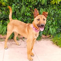 REINER, chien à adopter