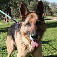 NANCY, chienne à adopter