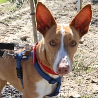 MILKY, chien à adopter