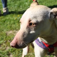 LUKAS, chien à adopter