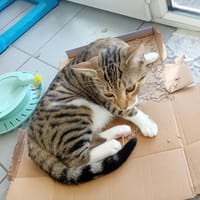 Charly, chat à adopter