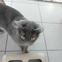 Bichette, chatte à adopter