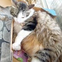 Simba, chat à adopter