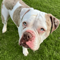 BooBoo, female dog to adopt