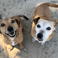 Red and Suggy, female dog to adopt