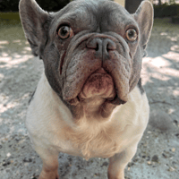 Duchess, female dog to adopt