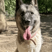 Midnight, female dog to adopt