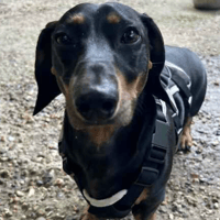 Rocket, dog to adopt