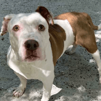 Paris, female dog to adopt