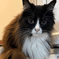 Daisy, female cat to adopt