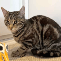 Ollie, cat to adopt