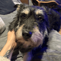 Mabel, female dog to adopt