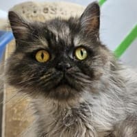 COCO - Perserherzchen sucht Neustart!, Katze zur Adoption