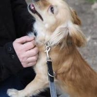 Kleiner MIO sucht ruhiges Zuhause!, Hund zur Adoption