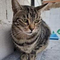 Ginebra wartet ......auf Sie?, Katze zur Adoption