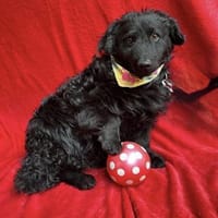 Cosmo (Cooper) Kleiner Kuschelbär sucht, Hund zur Adoption