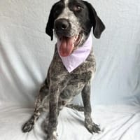 Moritz Aktiver Deutsch Kurzhaar Mix, Hund zur Adoption