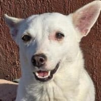 Lütte - kleines Schneeflöckchen!, Hündin zur Adoption