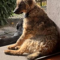 CEDRICbereits in 53940 Hellenthal, Hund zur Adoption