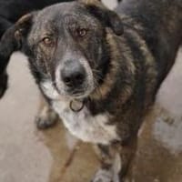 Verschmuster RUDY sucht sein Zuhause!, Hund zur Adoption