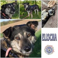 ELISCHA * ruhige Begleiterin, Hündin zur Adoption