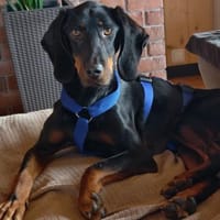 Günni -möchte endlich die Welt entdecken, Hund zur Adoption