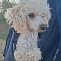 Liza, zarte Pudelhündin, ca. 2 Jahre, Hündin zur Adoption